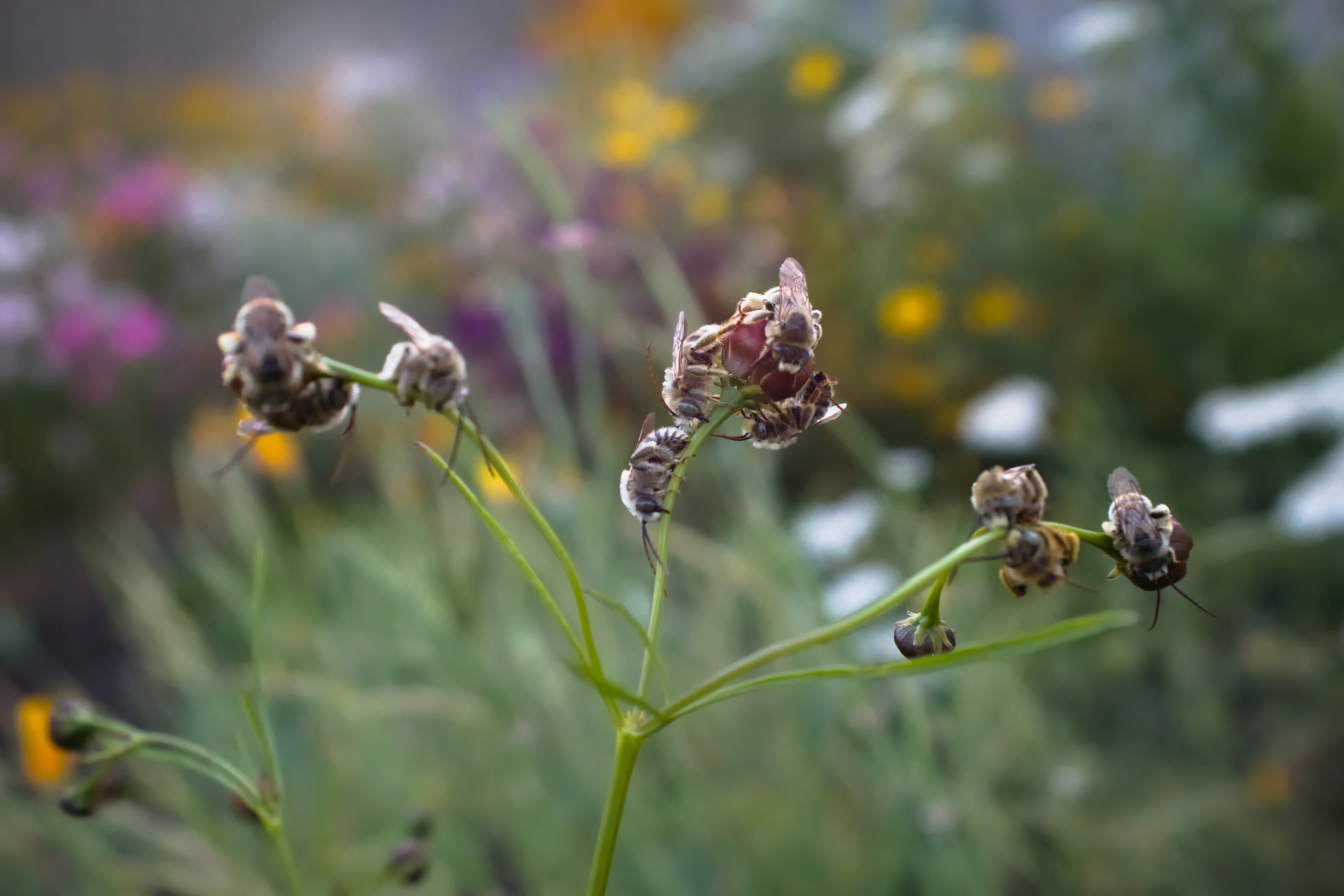 Long horn bees sleeping on flower bulbs