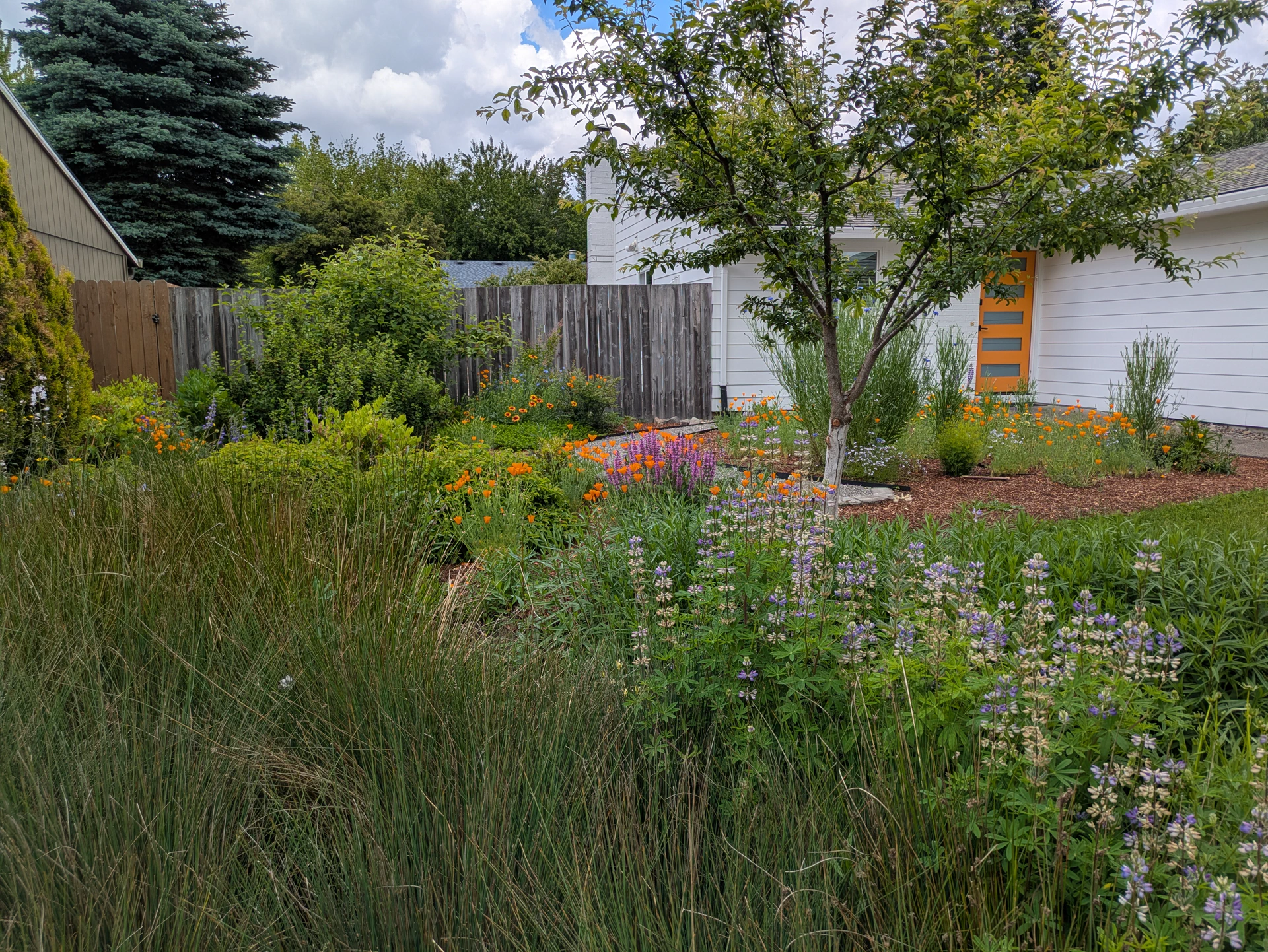 Poppy flowers next to garden path
